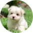 Maltese Puppy For Sale - Simply Southern Pups